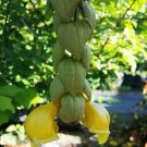 PARROTS BEAK Gmelina philippensis Rare Tropical Green Yellow Flowering Plant