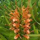 DISNEY GINGER Lily Tropical Fragrant Red Orange Cluster Flower Rooted Live Plant