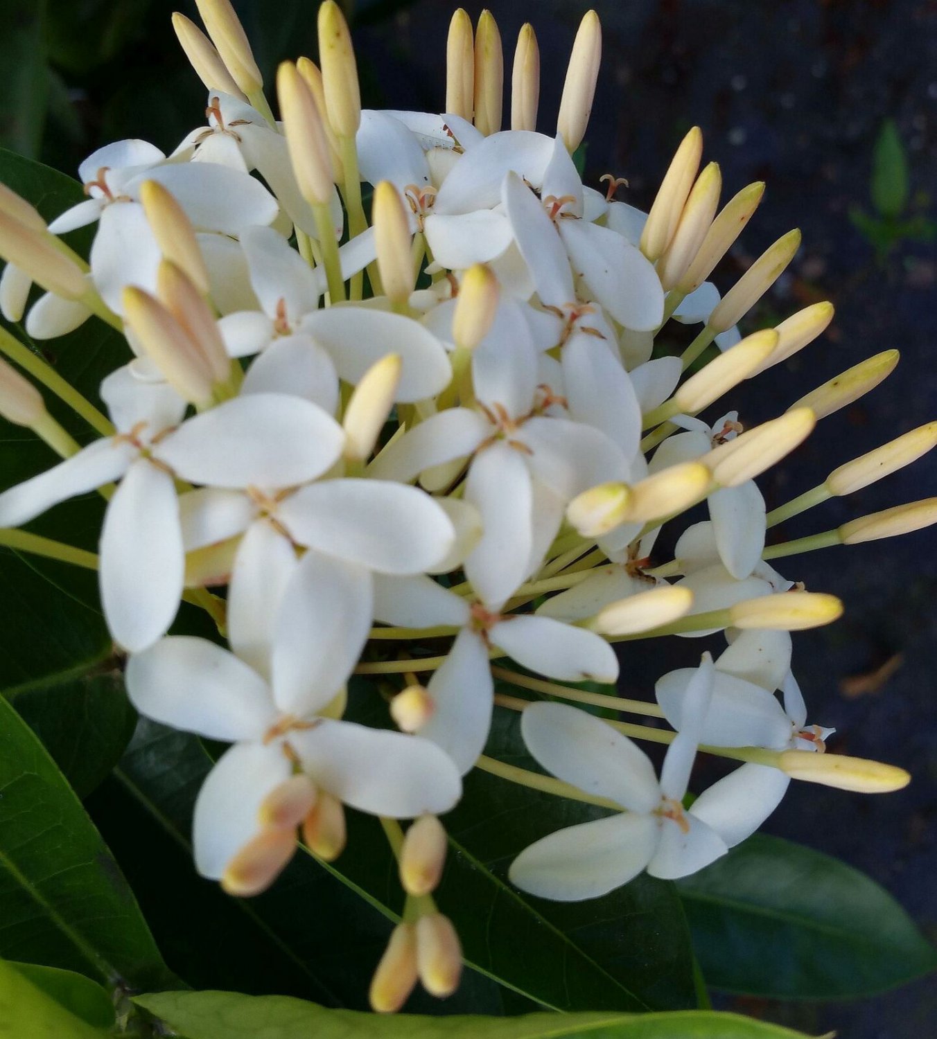 SHADY LADY tm White Ixora Tropical Live Plant Flower Shade Garden Emerald TM