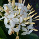 SHADY LADY tm White Ixora Tropical Live Plant Flower Shade Garden Emerald TM