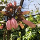 DISNEY GINGER Lily Tropical Fragrant Red Orange Cluster Flower Rooted Live Plant
