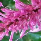 PURPLE FIRESPIKE Semi-Tropical Plant Shade Perennial Shrub Attracts Butterflies