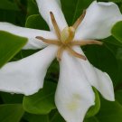 TAHITIAN Vietnamese Gardenia Live Plant Tiare Flower Fragrant Single White Bloom