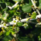 TAHITIAN Vietnamese Gardenia Live Plant Tiare Flower Fragrant Single White Bloom