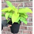 PURPLE FIRESPIKE Semi-Tropical Plant Shade Perennial Shrub Attracts Butterflies