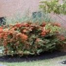 PYRACANTHA COCCINEA Scarlet Firethorn Live Plant Espalier Red Berry White Flower