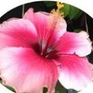 LOVEBITE Fancy Tropical Hibiscus Plant Large Single Coral Rose Pink Flower