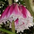 NEW GUINEA Pink Trumpet Vine Forest Bell Creeper Tropical Vine Plant