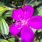 ECUADOR PRINCESS Tibouchina Bush Live Tropical Plant Purple Flower
