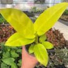 Philodendron GOLDEN LEMON Goddess Tropical Live Plant Yellow Green Leaf Indoor