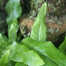 ALLIGATOR FERN Live Plant Dark Vein Scale Leaf Texture Indoor Low Light