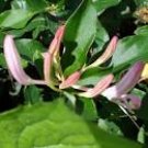 BURGUNDY LEAF Honeysuckle Vine Live Plant Fragrant White Pink Spring Bloom