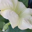IDA Brugmansia Angels Trumpet Tropical Plant Cream White Green Fragrant Flower