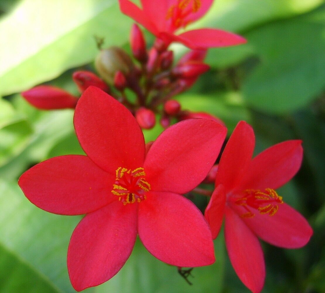 RED Dwarf Jatropha Integerrima Peregrina Sub-Tropical Flowering Tree Plant Rare