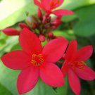 RED Dwarf Jatropha Integerrima Peregrina Sub-Tropical Flowering Tree Plant Rare