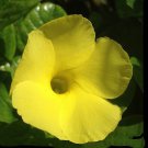 YELLOW Wild Allamanda Semi-Tropical Live Vine Live Plant Mandavilla Dipladenia