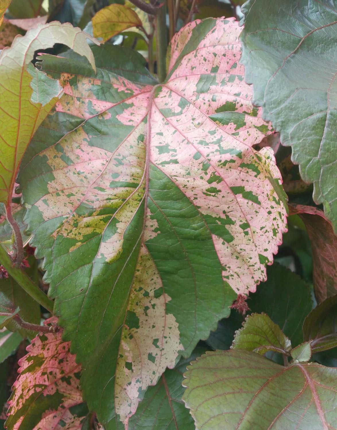 MACROPHYLLA Heirloom Copper Leaf Tropical Plant Colorful Leaf Pink Peach Bronze