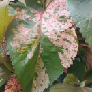 MACROPHYLLA Heirloom Copper Leaf Tropical Plant Colorful Leaf Pink Peach Bronze