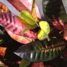 ICETON Croton Tropical Live Plant Colored Leaves Pink Yellow Green Maroon