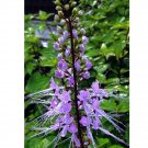 LAVENDER Cat Whiskers Orthosiphon Java Tea Live Perennial Plant Lavender Bloom