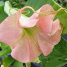 ROSEA MAGIC Full Brugmansia Angel Trumpet Plant Double Light Pink Fragrant Bloom