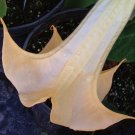 OLYMPIC FLAME Brugmansia Angels Trumpet Tropical Live Plant Gold Yellow Bloom