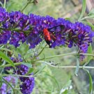 Buddleia BLACK KNIGHT Butterfly Bush Plant Summer Lilac Large Dark Purple Flower