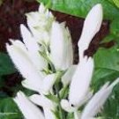 WHITE CANDLES Tropical Shrimp Plant Shade Garden Perennial Justicia