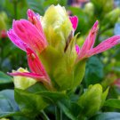 FRUIT COCKTAIL Tropical Perennial Plant Unusual Shrimp Shaped Bloom Shade Garden