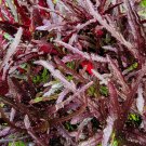DRAGONS TONGUE Tropical Plant Unusual Purple Leaved Ground Cover House Plant