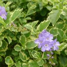 Duranta variegata VARIEGATED SKY FLOWER Live Shrub Bush Plant Pigeon Berry