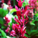 BRAZILIAN CLOAK Tropical Red Flowering Live Shrub House Plant Indoor Outdoor