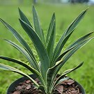 SPANISH DAGGER Yucca gloriosa variegata Sharp Leaf Cactus Rock Garden Live Plant