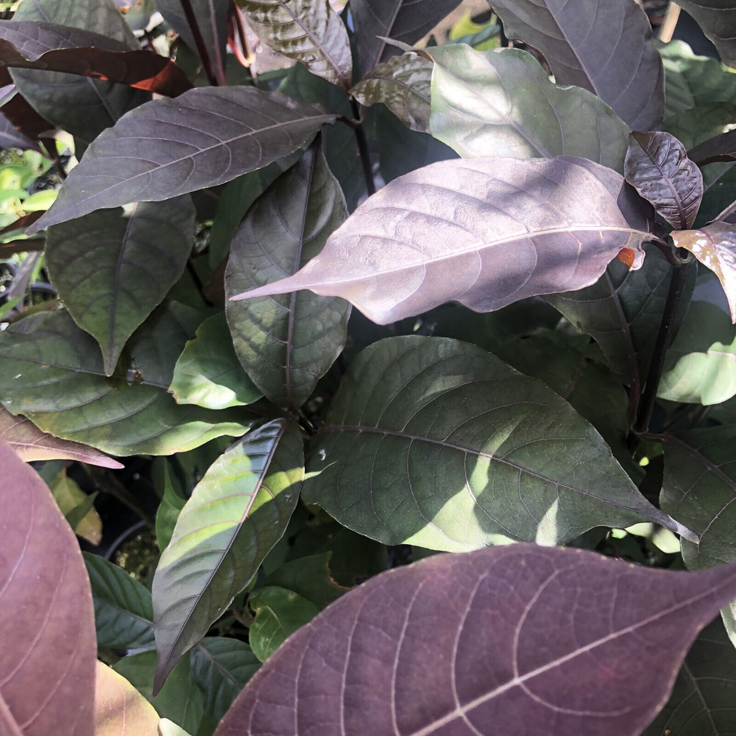 MILK CHOCOLATE Jamaican Croton Tropical Plant Bronze Olive Foliage