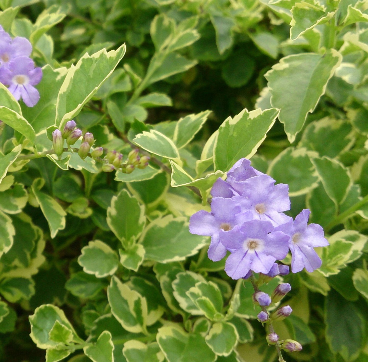 COMMON BLUE Passion Flower Vine Passiflora Caerulea Lightly Fragrant Bears Fruit