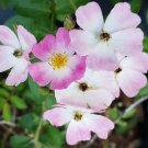 BALLERINA Musk ROSE Antique Heirloom Live Plant Shade Tolerant Reblooming Pink