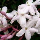 POLYANTHUM Pink Winter Jasmine Vine Plant Fragrant Spring Flowers Indoor Outdoor