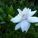 DWARF RADICANS Miniature Gardenia Live Plant Low Grower Fragrant White Flower