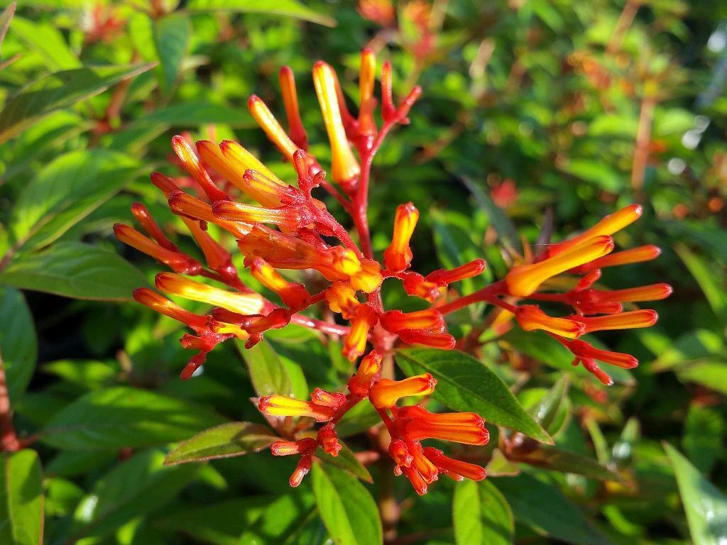 Firefly Dwarf Red Firebush Live Plant Orange Yellow Flower Butterfly Garden