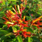 Firefly Dwarf Red Firebush Live Plant Orange Yellow Flower Butterfly Garden