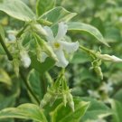 VARIEGATED Southern Jasmine Vine Live Plant Fragrant Flowers Spring Bloom