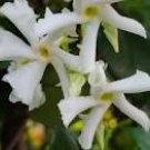 WHITE Southern Jasmine Vine Live Plant Fragrant Flowers Spring Bloom