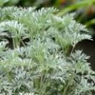 Artemisia POWIS CASTLE Wormwood Live Plant Silver Feathery Foliage Yellow Flower