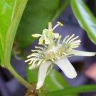 CORKY STEM Passion Flower Vine Plant Passiflora Suberosa Butterfly Garden Host