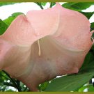 DWARF CHERUB Brugmansia Angels Trumpet Live Tropical Plant Pink Fragrant Flower