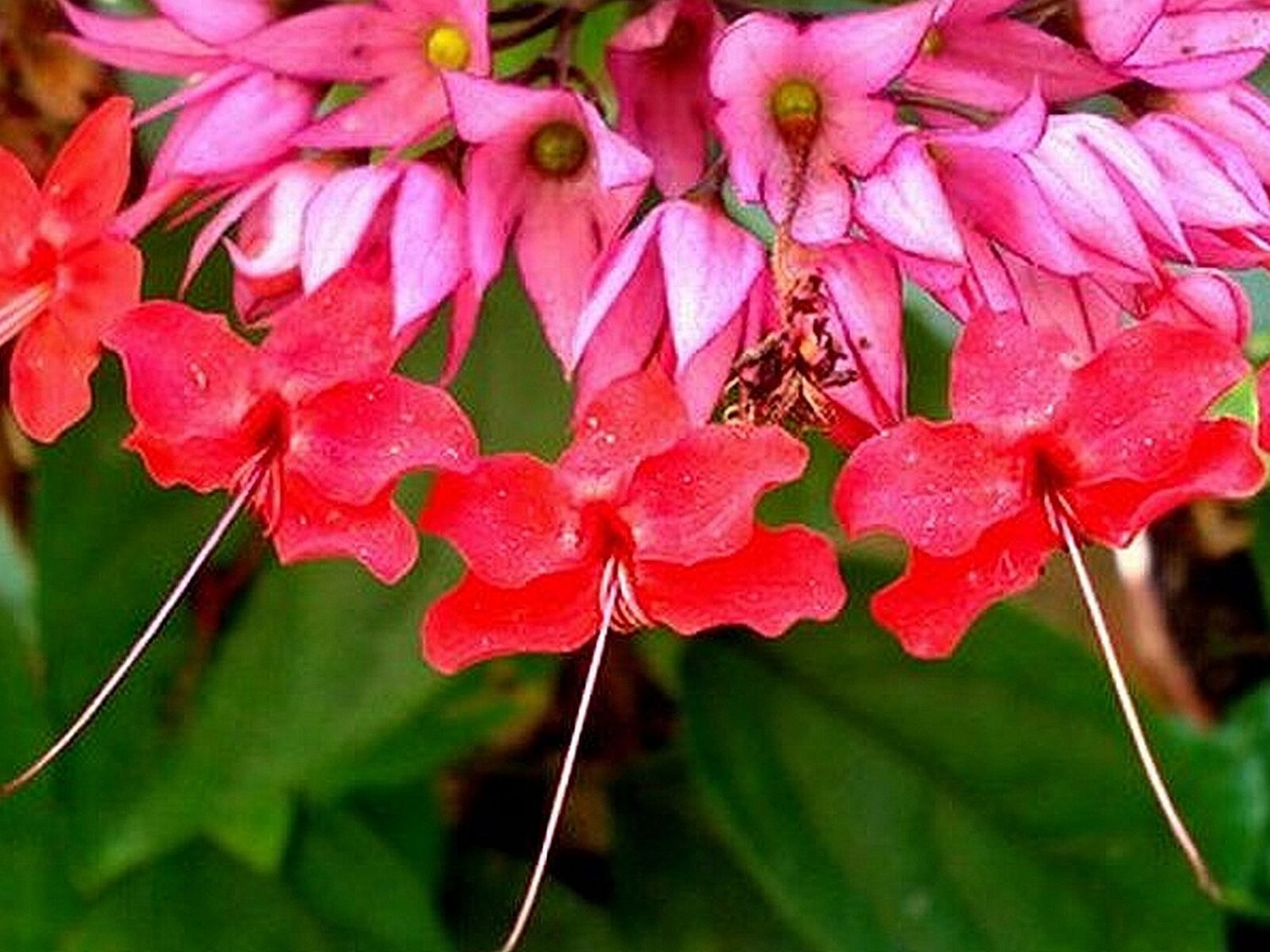 RED Bleeding Heart Vine Plant Clerodendrum Heirloom Shade Garden Unusual Flower
