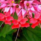 RED Bleeding Heart Vine Plant Clerodendrum Heirloom Shade Garden Unusual Flower