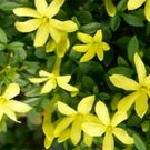 Jasmine PARKERS PARKERI Dwarf Fragrant Yellow Year Round Foliage Live Plant