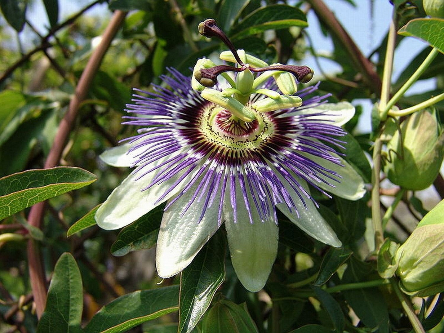 COMMON BLUE Passion Flower Vine Passiflora Caerulea Lightly Fragrant Bears Fruit