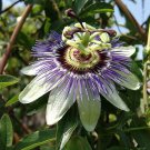 COMMON BLUE Passion Flower Vine Passiflora Caerulea Lightly Fragrant Bears Fruit